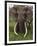 Kenya, Chyulu Hills, Ol Donyo Wuas; a Bull Elephant with Massive Tusks Browses in the Bush-John Warburton-lee-Framed Premium Photographic Print