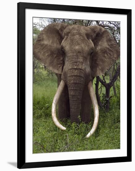 Kenya, Chyulu Hills, Ol Donyo Wuas; a Bull Elephant with Massive Tusks Browses in the Bush-John Warburton-lee-Framed Premium Photographic Print