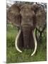Kenya, Chyulu Hills, Ol Donyo Wuas; a Bull Elephant with Massive Tusks Browses in the Bush-John Warburton-lee-Mounted Premium Photographic Print