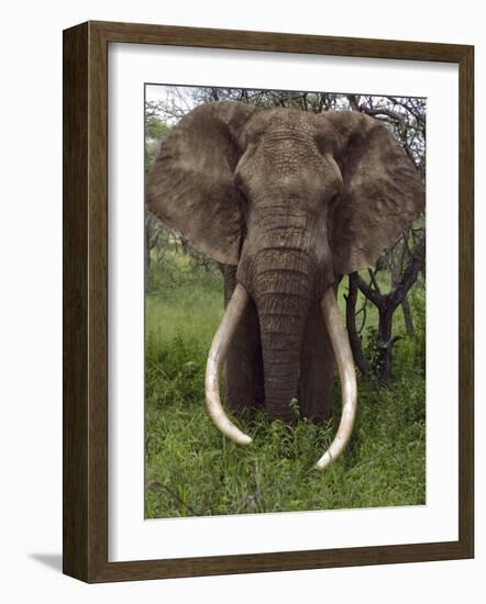 Kenya, Chyulu Hills, Ol Donyo Wuas; a Bull Elephant with Massive Tusks Browses in the Bush-John Warburton-lee-Framed Photographic Print