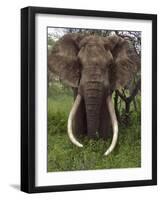 Kenya, Chyulu Hills, Ol Donyo Wuas; a Bull Elephant with Massive Tusks Browses in the Bush-John Warburton-lee-Framed Photographic Print