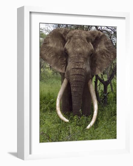 Kenya, Chyulu Hills, Ol Donyo Wuas; a Bull Elephant with Massive Tusks Browses in the Bush-John Warburton-lee-Framed Photographic Print