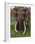 Kenya, Chyulu Hills, Ol Donyo Wuas; a Bull Elephant with Massive Tusks Browses in the Bush-John Warburton-lee-Framed Photographic Print