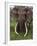 Kenya, Chyulu Hills, Ol Donyo Wuas; a Bull Elephant with Massive Tusks Browses in the Bush-John Warburton-lee-Framed Photographic Print