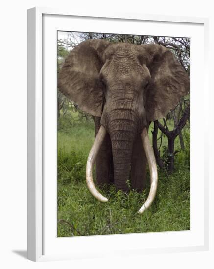 Kenya, Chyulu Hills, Ol Donyo Wuas; a Bull Elephant with Massive Tusks Browses in the Bush-John Warburton-lee-Framed Photographic Print