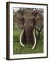 Kenya, Chyulu Hills, Ol Donyo Wuas; a Bull Elephant with Massive Tusks Browses in the Bush-John Warburton-lee-Framed Photographic Print