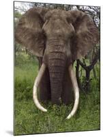 Kenya, Chyulu Hills, Ol Donyo Wuas; a Bull Elephant with Massive Tusks Browses in the Bush-John Warburton-lee-Mounted Photographic Print