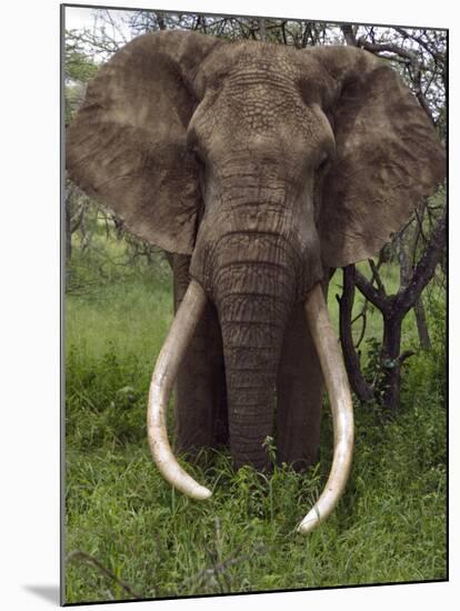 Kenya, Chyulu Hills, Ol Donyo Wuas; a Bull Elephant with Massive Tusks Browses in the Bush-John Warburton-lee-Mounted Photographic Print