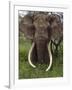 Kenya, Chyulu Hills, Ol Donyo Wuas; a Bull Elephant with Massive Tusks Browses in the Bush-John Warburton-lee-Framed Photographic Print