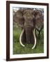 Kenya, Chyulu Hills, Ol Donyo Wuas; a Bull Elephant with Massive Tusks Browses in the Bush-John Warburton-lee-Framed Photographic Print