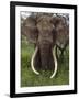 Kenya, Chyulu Hills, Ol Donyo Wuas; a Bull Elephant with Massive Tusks Browses in the Bush-John Warburton-lee-Framed Photographic Print