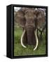 Kenya, Chyulu Hills, Ol Donyo Wuas; a Bull Elephant with Massive Tusks Browses in the Bush-John Warburton-lee-Framed Stretched Canvas