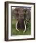 Kenya, Chyulu Hills, Ol Donyo Wuas; a Bull Elephant with Massive Tusks Browses in the Bush-John Warburton-lee-Framed Photographic Print