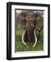 Kenya, Chyulu Hills, Ol Donyo Wuas; a Bull Elephant with Massive Tusks Browses in the Bush-John Warburton-lee-Framed Photographic Print