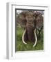 Kenya, Chyulu Hills, Ol Donyo Wuas; a Bull Elephant with Massive Tusks Browses in the Bush-John Warburton-lee-Framed Photographic Print