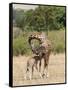 Kenya, Giraffe, mother, baby feeding-George Theodore-Framed Stretched Canvas