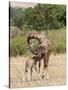 Kenya, Giraffe, mother, baby feeding-George Theodore-Stretched Canvas