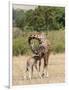 Kenya, Giraffe, mother, baby feeding-George Theodore-Framed Photographic Print