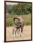 Kenya, Giraffe, mother, baby feeding-George Theodore-Framed Photographic Print