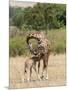 Kenya, Giraffe, mother, baby feeding-George Theodore-Mounted Photographic Print