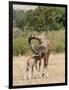 Kenya, Giraffe, mother, baby feeding-George Theodore-Framed Photographic Print