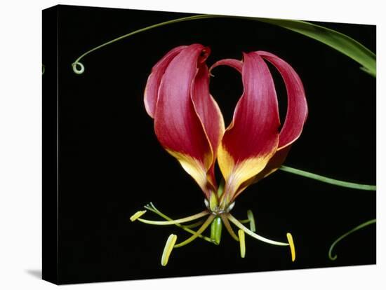 Kenya, Gloriosa Superba, a Spectacular Flower Earning the Popular Name of the Flame Lily-Nigel Pavitt-Stretched Canvas