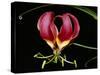 Kenya, Gloriosa Superba, a Spectacular Flower Earning the Popular Name of the Flame Lily-Nigel Pavitt-Stretched Canvas