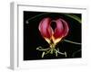 Kenya, Gloriosa Superba, a Spectacular Flower Earning the Popular Name of the Flame Lily-Nigel Pavitt-Framed Photographic Print