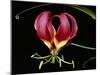 Kenya, Gloriosa Superba, a Spectacular Flower Earning the Popular Name of the Flame Lily-Nigel Pavitt-Mounted Photographic Print