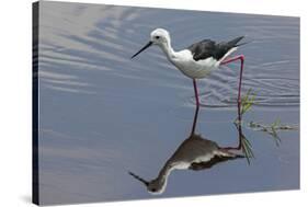 Kenya, Kajiado County, Amboseli National Park. a Black-Winged Stilt Wading.-Nigel Pavitt-Stretched Canvas