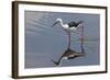 Kenya, Kajiado County, Amboseli National Park. a Black-Winged Stilt Wading.-Nigel Pavitt-Framed Photographic Print