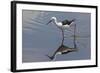 Kenya, Kajiado County, Amboseli National Park. a Black-Winged Stilt Wading.-Nigel Pavitt-Framed Photographic Print