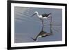 Kenya, Kajiado County, Amboseli National Park. a Black-Winged Stilt Wading.-Nigel Pavitt-Framed Photographic Print