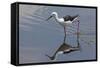 Kenya, Kajiado County, Amboseli National Park. a Black-Winged Stilt Wading.-Nigel Pavitt-Framed Stretched Canvas