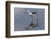 Kenya, Kajiado County, Amboseli National Park. a Black-Winged Stilt Wading.-Nigel Pavitt-Framed Photographic Print