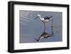 Kenya, Kajiado County, Amboseli National Park. a Black-Winged Stilt Wading.-Nigel Pavitt-Framed Photographic Print