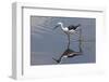 Kenya, Kajiado County, Amboseli National Park. a Black-Winged Stilt Wading.-Nigel Pavitt-Framed Photographic Print