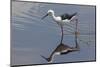 Kenya, Kajiado County, Amboseli National Park. a Black-Winged Stilt Wading.-Nigel Pavitt-Mounted Photographic Print