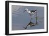 Kenya, Kajiado County, Amboseli National Park. a Black-Winged Stilt Wading.-Nigel Pavitt-Framed Photographic Print