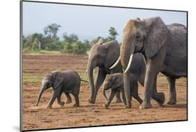 Kenya, Kajiado County, Amboseli National Park. a Family of African Elephants on the Move.-Nigel Pavitt-Mounted Photographic Print