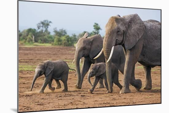 Kenya, Kajiado County, Amboseli National Park. a Family of African Elephants on the Move.-Nigel Pavitt-Mounted Photographic Print