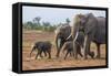 Kenya, Kajiado County, Amboseli National Park. a Family of African Elephants on the Move.-Nigel Pavitt-Framed Stretched Canvas