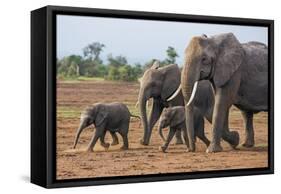 Kenya, Kajiado County, Amboseli National Park. a Family of African Elephants on the Move.-Nigel Pavitt-Framed Stretched Canvas