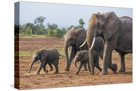 Kenya, Kajiado County, Amboseli National Park. a Family of African Elephants on the Move.-Nigel Pavitt-Stretched Canvas