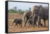 Kenya, Kajiado County, Amboseli National Park. a Family of African Elephants on the Move.-Nigel Pavitt-Framed Stretched Canvas