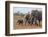 Kenya, Kajiado County, Amboseli National Park. a Family of African Elephants on the Move.-Nigel Pavitt-Framed Photographic Print