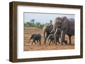 Kenya, Kajiado County, Amboseli National Park. a Family of African Elephants on the Move.-Nigel Pavitt-Framed Photographic Print