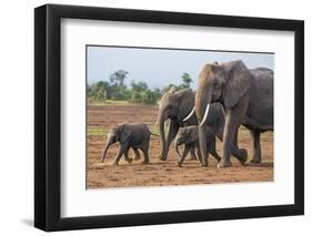 Kenya, Kajiado County, Amboseli National Park. a Family of African Elephants on the Move.-Nigel Pavitt-Framed Photographic Print