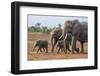 Kenya, Kajiado County, Amboseli National Park. a Family of African Elephants on the Move.-Nigel Pavitt-Framed Photographic Print