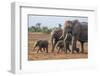 Kenya, Kajiado County, Amboseli National Park. a Family of African Elephants on the Move.-Nigel Pavitt-Framed Photographic Print